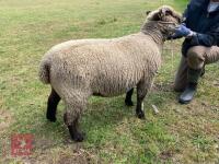 2YO PEDIGREE COLOURED RYELAND EWE - 3