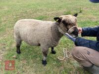 2YO PEDIGREE COLOURED RYELAND EWE - 4