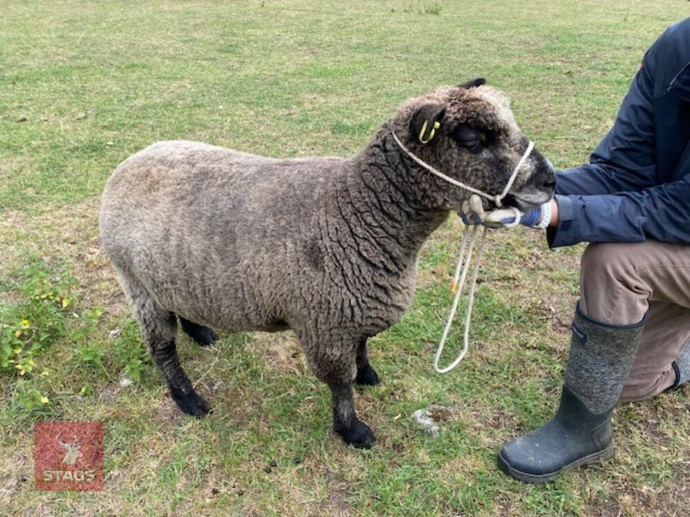 2YO PEDIGREE COLOURED RYELAND EWE