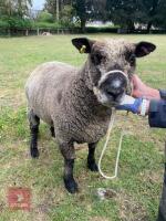 2YO PEDIGREE COLOURED RYELAND EWE - 2
