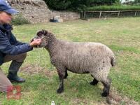 2YO PEDIGREE COLOURED RYELAND EWE - 3