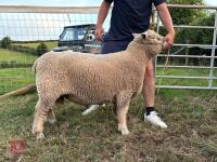 PEDIGREE RYELAND RAM