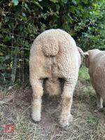 PEDIGREE RYELAND RAM - 2