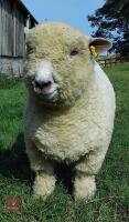 PEDIGREE RYELAND RAM LAMB - 2