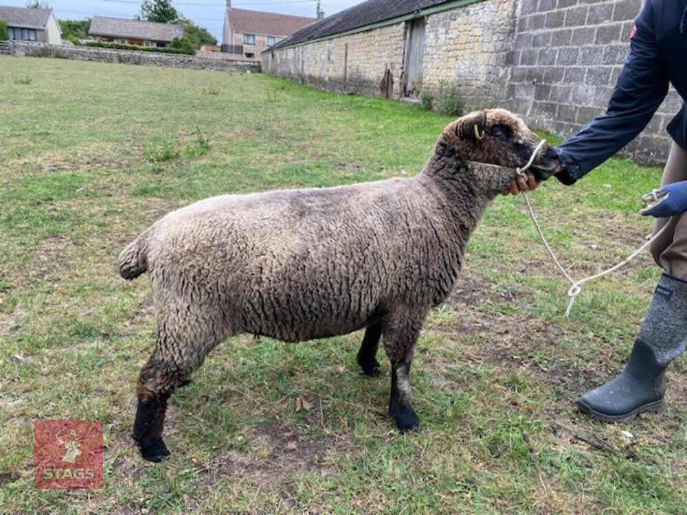 2YO PEDIGREE COLOURED RYELAND EWE