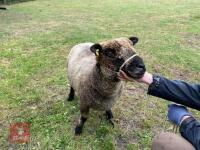 2YO PEDIGREE COLOURED RYELAND EWE - 2