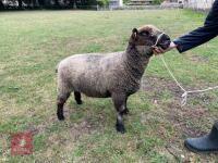 2YO PEDIGREE COLOURED RYELAND EWE - 3