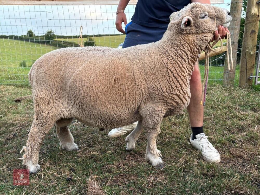 PEDIGREE RYELAND RAM