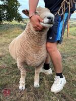 PEDIGREE RYELAND RAM - 4