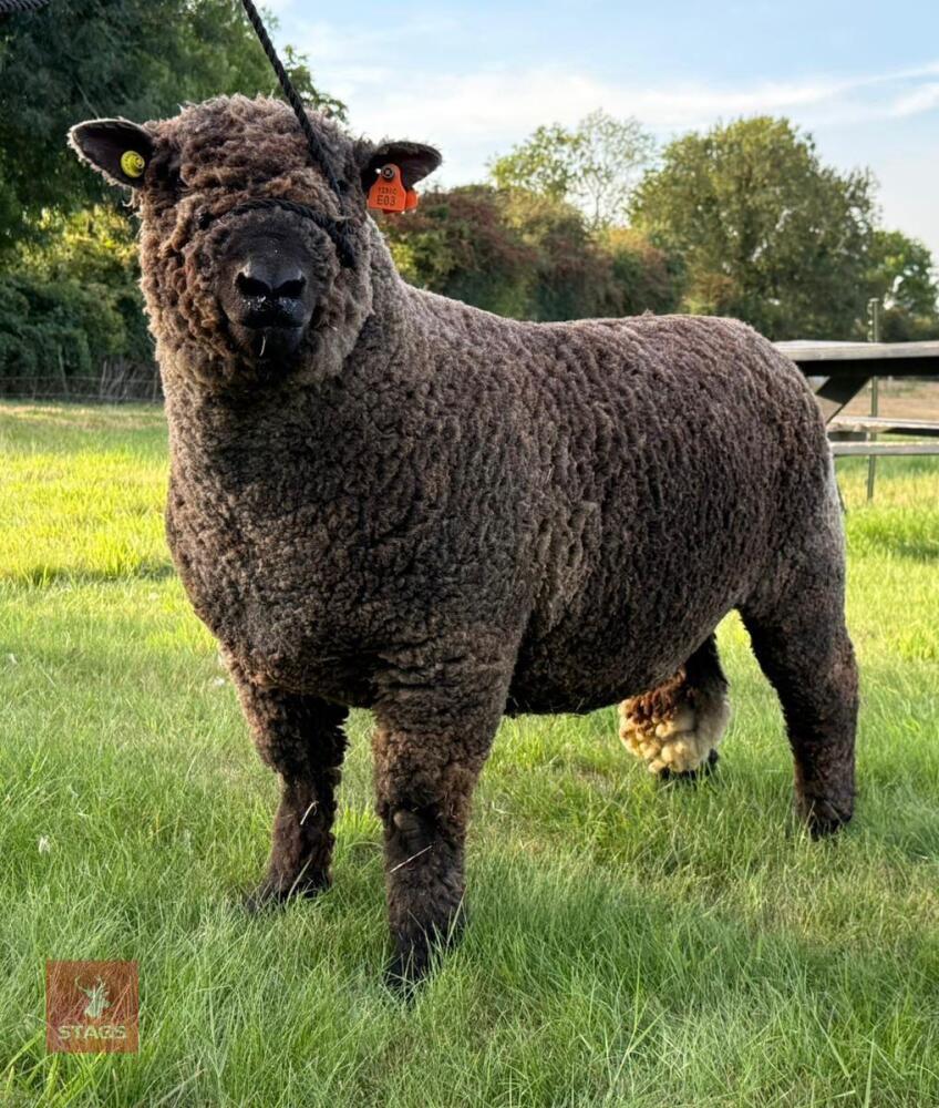 1YO PEDIGREE COLOURED RYELAND RAM
