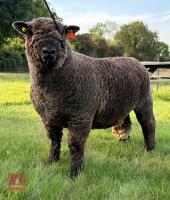 1YO PEDIGREE COLOURED RYELAND RAM