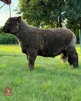 1YO PEDIGREE COLOURED RYELAND RAM - 2