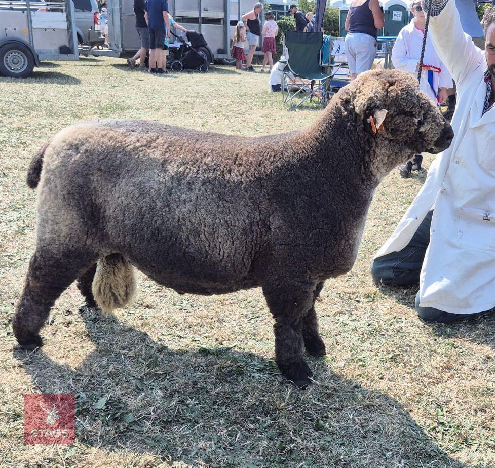 1YO PEDIGREE COLOURED RYELAND RAM