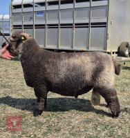 1YO PEDIGREE COLOURED RYELAND RAM - 2