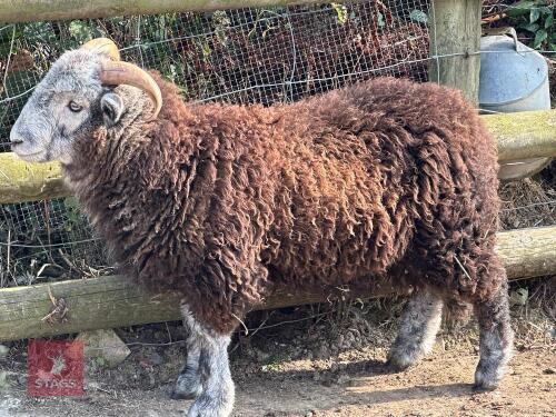 HERDWICK RAM LAMB