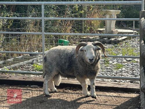 HERDWICK 4T RAM