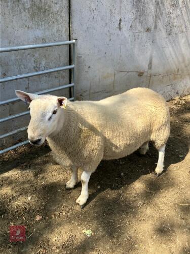 PURE CHEVIOT SHEARLING RAM