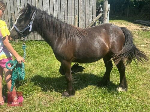 1YO GYPSY COB FILLY