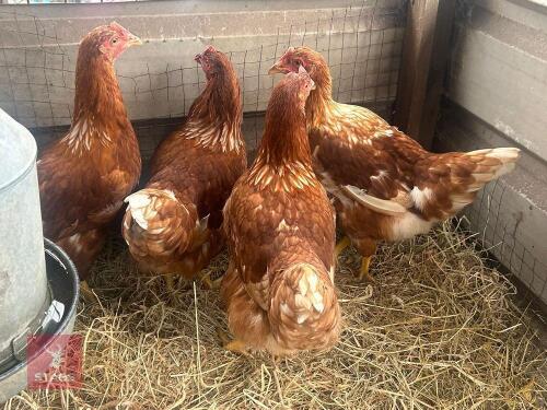 4 X POL LOHMANN BROWN PUREBRED CHICKENS BIDS PER LIFE