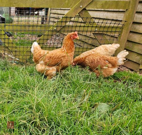 4 LAYING HENS BIDS PER LIFE