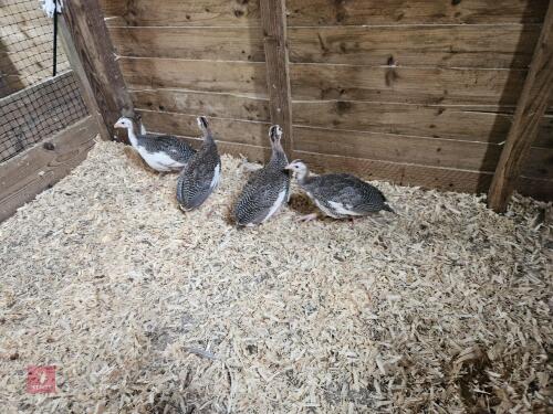 4 UNSEXED GUINEAFOWL BIDS PER LIFE