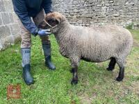 5YO PEDIGREE COLOURED RYELAND EWE