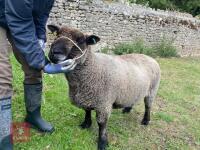 5YO PEDIGREE COLOURED RYELAND EWE - 2