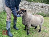 5YO PEDIGREE COLOURED RYELAND EWE - 3