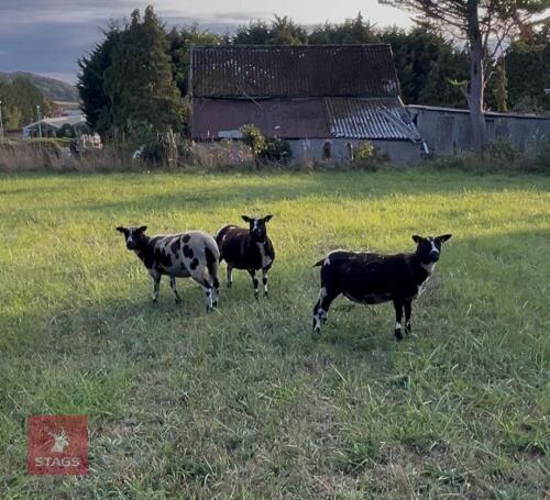 3 PEDIGREE DUTCH SPOTTED EWES BIDS PER LIFE
