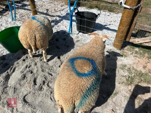 3 CHAROLAIS X EWE LAMBS BIDS PER LIFE