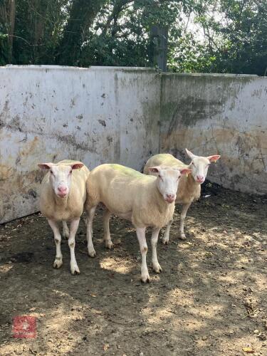 3 FM PURE BERRICHON EWES BIDS PER LIFE