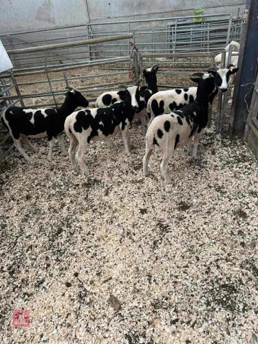 5 JACOB EWE LAMBS BIDS PER LIFE