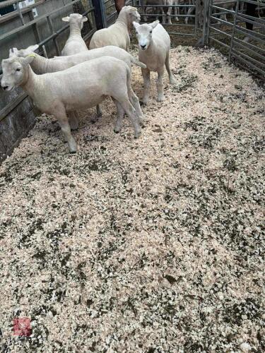 5 PURE CLOSEWOOL EWE LAMBS BIDS PER LIFE