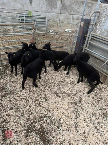 8 WELSH BLACK MOUNTAIN EWE LAMBS BIDS PER LIFE