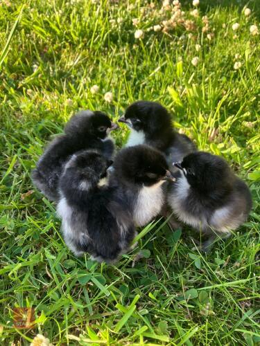 5 FRENCH COPPER MARAN CHICKS BIDS PER LIFE