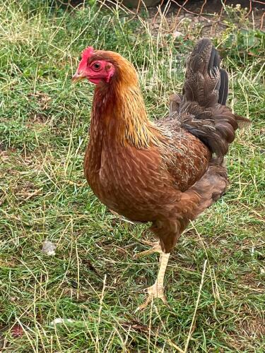 2 WELLSUMMER HENS BIDS PER LIFE