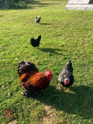 4 MIXED BANTAMS BIDS PER LIFE