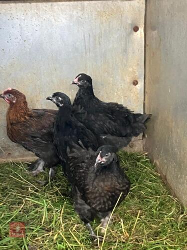 4 COPPER MARAN PULLETS BIDS PER LIFE