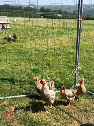 3 CREAM LEGBAR LAYING HENS & 1 COCKEREL BIDS PER LIFE