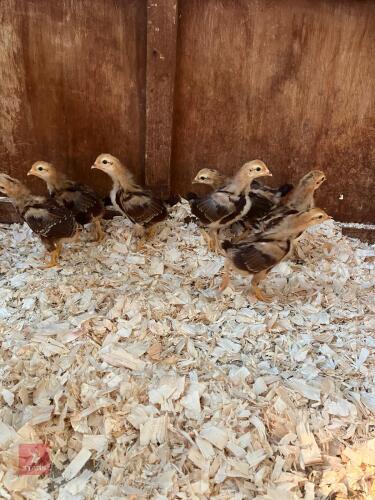 7 RHODE ISLAND RED BANTAM CHICKS BIDS FOR THE GROUP