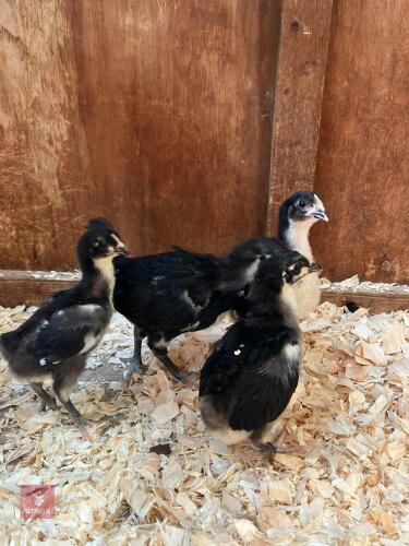 4 BLACK AUSTRALORP CHICKS BIDS FOR THE GROUP