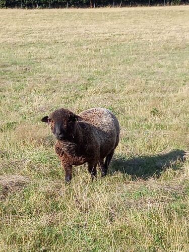 COLOURED ROMNEY SHEARLING RAM