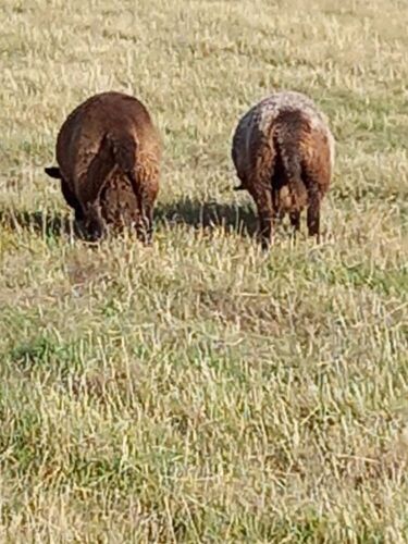 COLOURED ROMNEY SHEARLING RAM