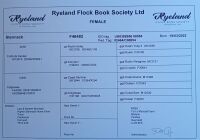 2 PEDIGREE COLOURED RYELAND EWE LAMBS BIDS PER LIFE - 7