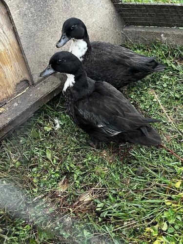 PAIR OF PUREBRED BLACK BIBBED CALL DUCKS BIDS PER LFIE