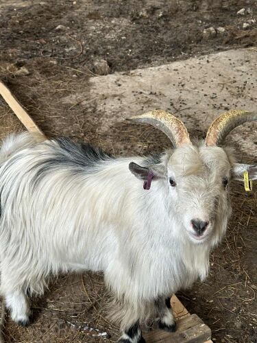 2 PYGMY BILLY GOATS BIDS PER LIFE