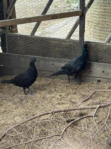 PAIR OF BLACK PHEASANTS BIDS PER LIFE