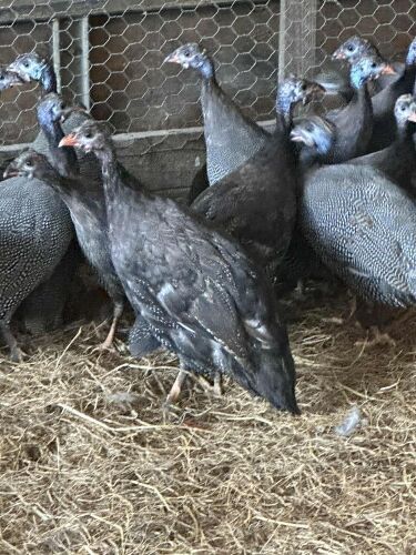 5 X 12WK GUINEAFOWL BIDS PER LIFE