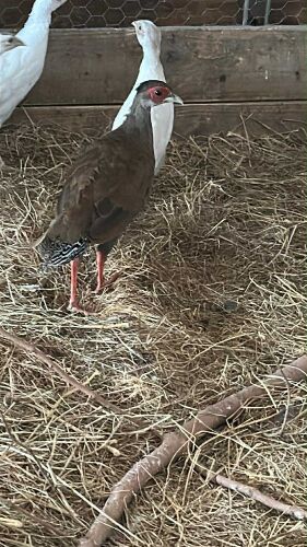 3 SILVER PHEASANT POULTS BIDS PER LIFE