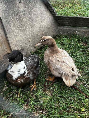 PAIR OF CALL DUCKS BIDS PER LFIE